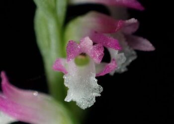 SPESIES orkid baharu digelar spiranthes hachijoensis ditemukan di Jepun.-AFP