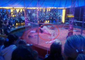 TANGKAP layar video menunjukkan Maxim Orlov hampir dibaham singa dalam pertunjukan sarkas di Rusia. - AGENSI