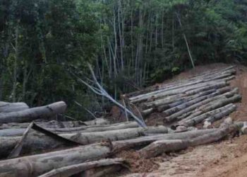 AKTIVITI pembalakan haram yang berjaya ditumpaskan di Sarawak