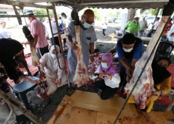 SUKARELAWAN memotong daging korban untuk diagih kepada golongan asnaf di Kampung Telaga Bata, Pengkalan Kubor, Tumpat hari ini. - UTUSAN/ROHANA MOHD. NAWI