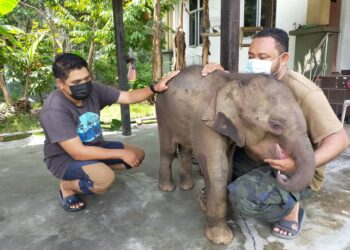 ANAK gajah dinamakan Yong Siput yang dijumpai di bawah jambatan besi di Perkampungan Orang Asli Poi di Sungai Siput hari ini. - UTUSAN