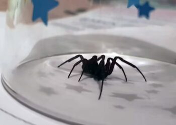 SPESIES labah-labah false widow mula meningkat di UK disebabkan cuaca panas. - AGENSI   