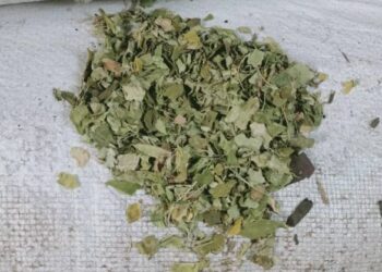 KIRA-KIRA 200 kilogram (kg) putik bunga kering tanpa permit sah dirampas Maqis Pulau Pinang di Gudang Zon Bebas Dermaga Air Dalam (DAD), Butterworth semalam.