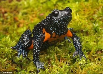 SENARAI Merah IUCN menyenaraikan spesies katak galaxy India sebagai haiwan terancam.-AGENSI