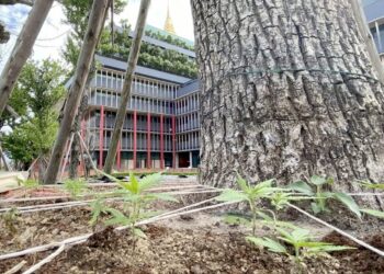 POKOK ganja ditemukan di pekarangan bangunan Parlimen di Bangkok, Thailand. - MATICHON