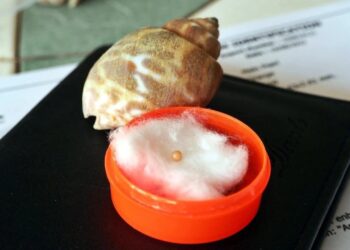 MUTIARA Melo berwarna jingga ditemukan dalam hidangan makanan laut jenis siput. - AGENSI
