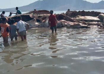 ORANG ramai memenuhi lokasi penemuan bangkai paus di Desa Bagang, Nusa Tenggara Timur untuk mengambil dagingnya. - AGENSI