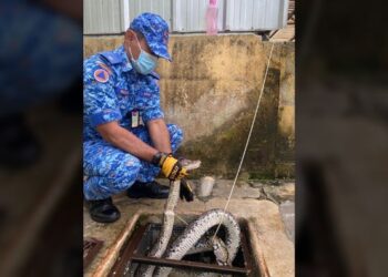 ULAR sawa batik yang ditemukan terperangkap dalam kilang memproses ayam di Kampung Bukit Belimbing, Kuala Selangor hari ini.