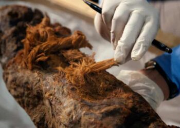 SAINTIS memeriksa mumia Khuwy yang ditemukan pada 2019.
– NATIONAL GEOGRAPHIC