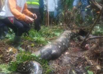 ULAR sawa yang menelan seorang wanita di Jambi, Indonesia. - AGENSI