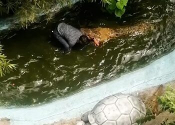 NEHEMIAS Chipada digigit buaya semasa melawat taman hidupan Amaya View. - VIRALPRESS