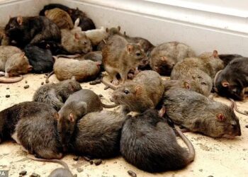 TIKUS sering menjadi punca kehilangan sejumlah besar dadah yang di simpan di balai polis di India.-AGENSI