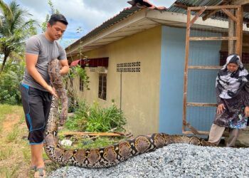 KAMARUL Aiman Kamarudin bersama neneknya, Halimah Abdullah menjaga ular sawa di rumah mereka Rancangan Kemajuan Tanah (RKT) Kesedar Jeram Tekoh, Gua Musang, Kelantan.UTUSAN/AIMUNI TUAN LAH.