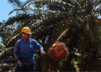 SEORANG pekerja mengutip kelapa sawit di sebuah ladang di Bandar Baru Enstek, Sepang, baru-baru ini. Rancangan Indonesia menetapkan sendiri harga minyak saamit mentah bakal memberi kesan kepada Malaysia.