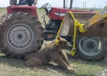 LEHER beruang coklat diikat dengan tali dan bahagian belakang badannya ditahan dengan roda berat traktor di bandar Namin, Iran.-IRNA