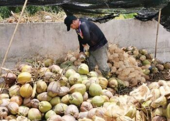 MOHD. Rashid Mat Dani mengopek kelapa yang ditempah pelanggan di Kampung Sungai Baru, Bagan Datuk, Perak. - UTUSAN/AIN SAFRE BIDIN