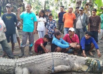 SEEKOR buaya seberat satu tan ditangkap seorang penduduk warga emas di Buton, Sulawesi Tenggara. - AGENSI