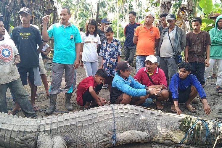 Warga emas guna tali tangkap buaya berat satu tan