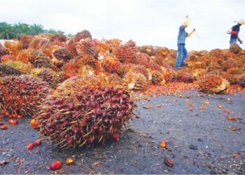 PENGELUARAN minyak sawit banyak bergantung kepada faktor cuaca terutama El-Nino. - GAMBAR HIASAN