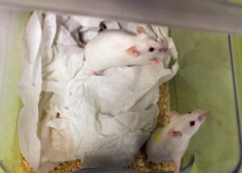 UJIAN ke atas tikus mendapati pemindahan najis mampu meremajakan haiwan tersebut. – AFP