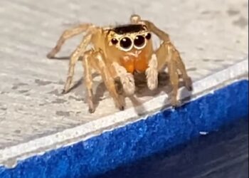 LABAH-LABAH yang ditemukan di Queensland memiliki ciri menyerupai gaya Elton John. – FACEBOOK ADRIAN PEARCE