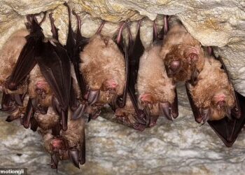 VIRUS baharu menyerupai Covid-19 ditemukan pada kelawar di Yunnan yang berpotensi menjangkiti manusia dan haiwan ternakan.-AGENSI