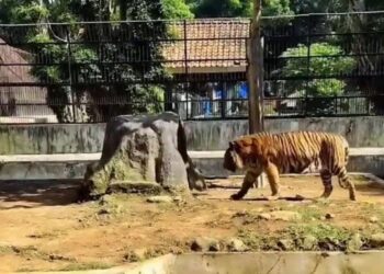 SEEKOR harimau benggala nyaris terlepas dari kandangnya selepas melakukan lompatan tinggi. - AGENSI