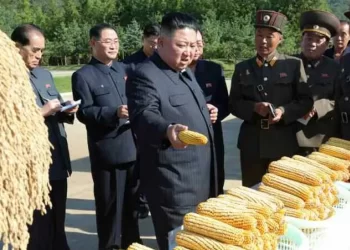 KIM Jong Un meneliti jagung yang dihasilkan di salah sebuah kawasan pertanian di Korea Utara. -AGENSI