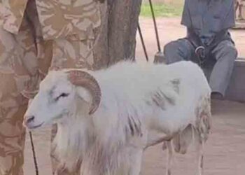 KAMBING biri-biri yang menanduk seorang wanita hingga maut.-AGENSI