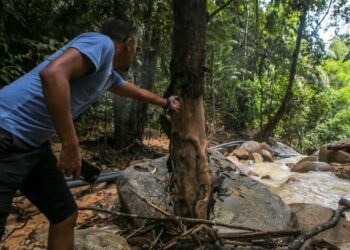 KESAN banjir atau kepala air dapat dilihat pada pokok-pokok yang berada di hulu Sungai Chepir yang terletak di dalam Hutan Simpan Kekal (HSK) Rimba Teloi apabila bahagian kulit yang tebal terkoyak yang menandakan pernah ditujah aliran air kuat sebelum ini. - UTUSAN/SHAHIR NOORDIN