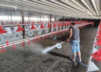 SEKTOR perladangan ayam memerlukan ramai buruh asing untuk melakukan kerja-kerja yang berat. -  UTUSAN/JAMLIAH ABDULLAH