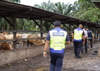 PETUGAS LUAS membuat siasatan di ladang penternakan lembu dan biri-biri di Jalan Sungai Ingat Kampung Bandar Banting di Kuala Langat, Selangor susulan aduan daripada Jabatan Perkhidmatan Veterinar.