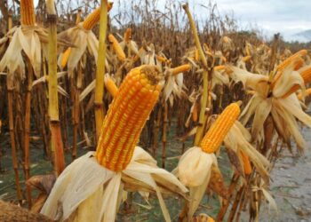 PROJEK tanaman jagung bijian skala besar pernah dilaksanakan di Kedah dan Terengganu sebelum dibatalkan pada 2018. - Foto ihsan Jabatan Pertanian