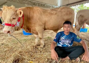 MUHAMMAD Zaim Mirza Muhammad Zaidi di samping lembu sadonya yang dipanggil Johan pada Himpunan Lembu Sado Utara 2.0 di Taman Jubli Emas, Suka Menanti di Alor Setar. -UTUSAN/JAMLIAH ABDULLAH