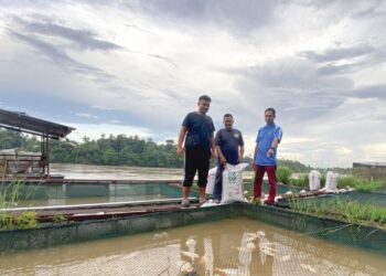 KUALITI makanan yang dikatakan semakin berkurangan mungkin menjadi punca ikan patin lambat membesar sekali gus menyebabkan pengurangan produktiviti ikan patin sangkar di Temerloh, Pahang.