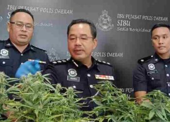 ZULKIPLI Suhaili (tengah) menunjukkan pokok ganja yang telah dirampas oleh pasukan polis narkotik dalam serbuan di Sibu baru-baru ini.