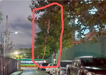 ULAR sawa gergasi yang ditemukan penduduk melingkar di sebatang pokok di Bangkok, Thailand, kelmarin. - AGENSI