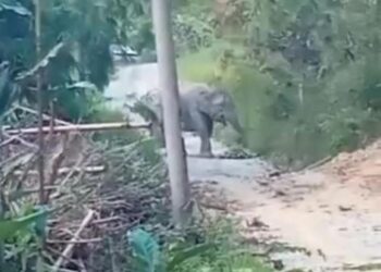 TANGKAP layar video memaparkan seekor gajah menceroboh masuk ke kawasan Kampung Tok Uban, Lata Rek, Kuala Krai, Kelantan.
