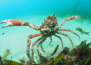 SEORANG lelaki jatuh sakit selepas makan ketam hidup secara mentah selepas haiwan itu menyepit anaknya. - AGENSI