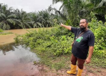 MOHD. Ghazali Naffis menunjukkan kebun kelapa sawit miliknya ditenggelami banjir di Batu Gajah, Sungai Rambai, Jasin semalam. – UTUSAN/AMRAN MULUP