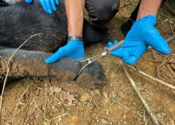 KEADAAN kaki beruang matahari yang terkena jerat yang dipasang secara haram dekat kawasan Ladang Escort Ulu Bernam di Hulu Selangor, Selangor pada Jumaat lalu.