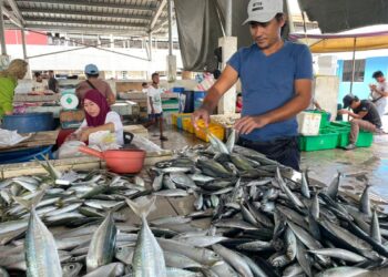 ANDING Mandangan meletakkan ikan untuk dijual digerainya Pasar Ikan Kota Kinabalu, semalam.