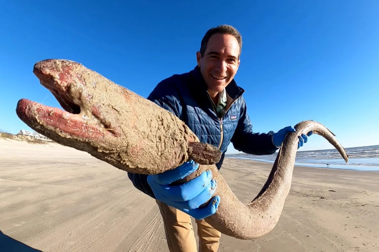 Belut gergasi Amerika ditemukan di pantai Texas