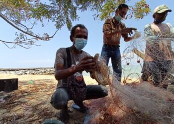 DAUD Yusof (kiri) mengeluarkan hasil tangkapannya daripada jaring di Pantai Telok Gong, Masjid Tanah, Melaka. - UTUSAN/MUHAMMAD SHAHIZAM TAZALI