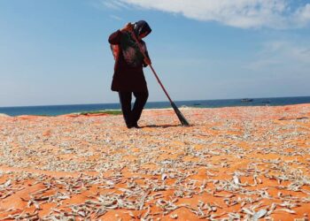 ZURIA Zulkifli mengambil peluang menjemur ikan bilis ketika cuaca panas di Kampung Tengah Kijal, Kemaman, Terengganu. - UTUSAN/NIK NUR IZZATUL HAZWANI NIK ADNAN