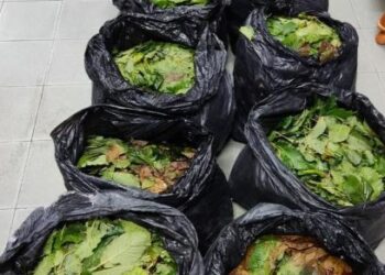 DAUN ketum seberat 80 kilogram yang dirampas di SJR Jalan Tambunan-Kota Kinabalu, pagi semalam