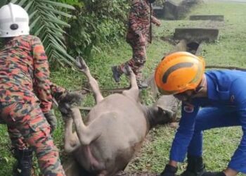 EMPAT anggota bomba dan APM melakukan khidmat khas mengeluarkan seekor kerbau yang terbalik di dalam longkang dalam kejadian di Kampung Bukit Tempurung, Gunung Pasir, Kuala Pilah pagi tadi.