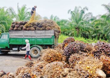 Negara masih terlalu bergantung kepada tenaga kerja asing dalam sektor tertentu. - GAMBAR HIASAN