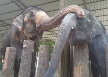 SEBUAH sentri gajah liar perlu dibina di Pahang bagi menempatkan haiwan itu sekali gus menamatkan konflik antara gajah dan manusia.