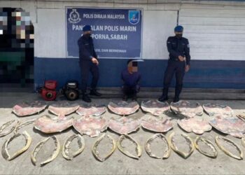 PASUKAN Polis Marin Semporna menunjukkan hasil rampasan organ penyu dan lelaki yang ditahan di Kampung Bangau-Bangau, Semporna semalam.